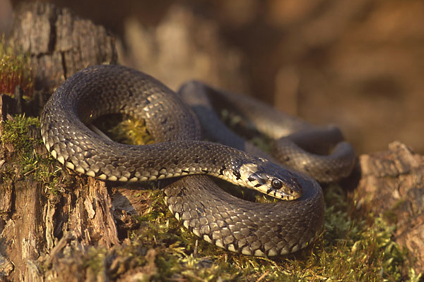 தேங்காய் ஓடு இருந்தா வீசாதீங்க - பாம்பிற்கு இது ஆகாதாம் | Coconut Shell Repels Snakes Home Protect தேங்காய் ஓடு இருந்தா வீசாதீங்க - பாம்பிற்கு இது ஆகாதாம் | Coconut Shell Repels Snakes Home Protect