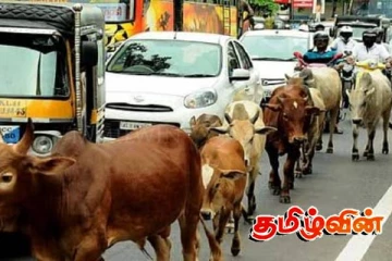கட்டாக்காலியாக திரியும் விலங்குகளை கட்டுப்படுத்துமாறு வலியுறுத்து