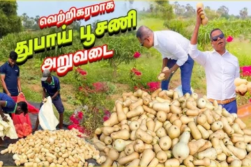 இலங்கை Reecha பண்ணையில் துபாய் பூசணி அறுவடை... நீங்களும் ஈஸியாக சம்பாதிக்கலாம்