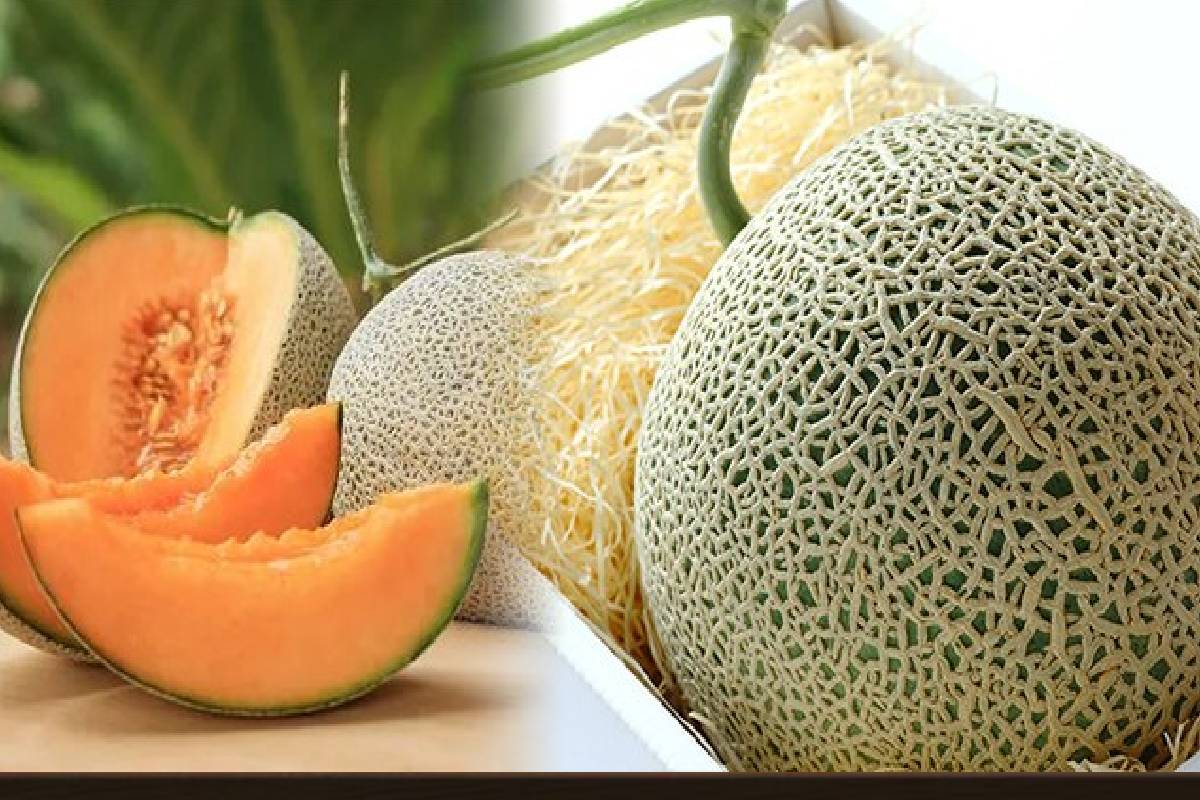 உலகிலேயே விலை உயர்ந்த பழம் இதுதான்! ஒரு கிலோ ஒரு சொகுசு காரின் விலையா? | How Japanese Melons Become Luxury Fruits உலகிலேயே விலை உயர்ந்த பழம் இதுதான்! ஒரு கிலோ ஒரு சொகுசு காரின் விலையா? | How Japanese Melons Become Luxury Fruits