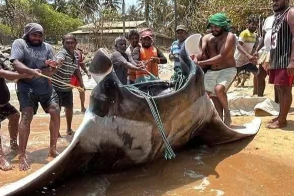 மீனவர்களிடம் சிக்கிய இராட்சத திருக்கை! | Giant Eel Caught By Fishermen Puttalam