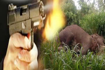 துப்பாக்கிச்சூட்டுக்கு இலக்காகி யானை பலி