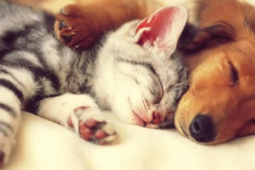 සුරතල් සතුන් ඉන්න ඔබට විශේෂ පණිවුඩයක්..