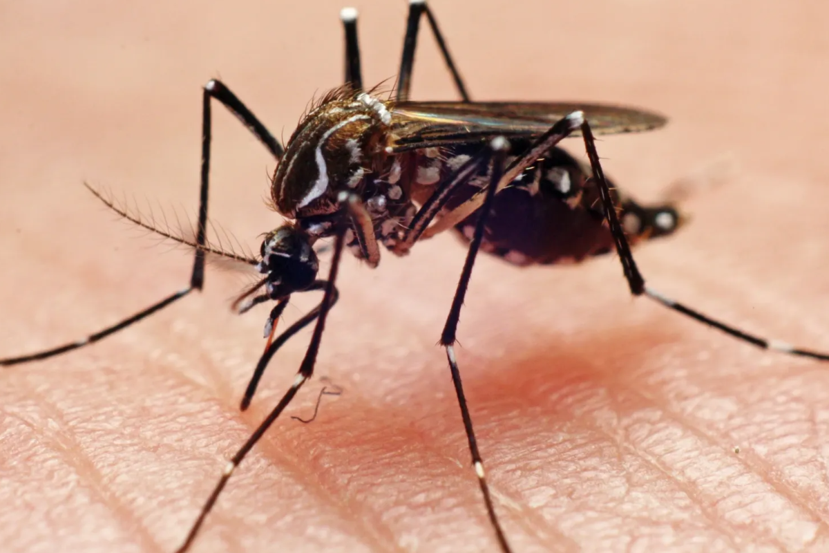 இலங்கையில் டெங்கு மரணங்களின் எண்ணிக்கையில் அதிகரிப்பு | Dengue Deaths Rise In Sri Lanka இலங்கையில் டெங்கு மரணங்களின் எண்ணிக்கையில் அதிகரிப்பு | Dengue Deaths Rise In Sri Lanka