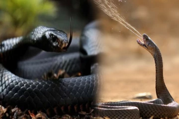 பாம்பின் விஷத்தை கூட முறிக்குமா குப்பைமேனி? அவசியம் தெரிஞ்சிக்கோங்க