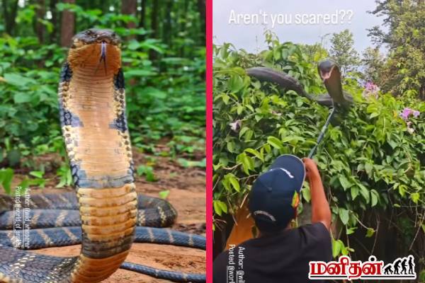 viral video: அசுர வேகத்தில் தாக்கும் ராஜா நாகம்... closeup-இல் பார்த்ததுண்டா? | King Cobras Cached Video Goes Viral viral video: அசுர வேகத்தில் தாக்கும் ராஜா நாகம்... closeup-இல் பார்த்ததுண்டா? | King Cobras Cached Video Goes Viral