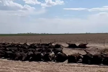 பட்டப்பகலில் சுருண்டு விழுந்து கொத்தாக பலியான ஆயிரக்கணக்கான உயிர்கள்: அதிர்ச்சி காணொளி