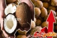 தேங்காயின் விலையில் கடுமையான உயர்வு! குறைந்துள்ள உற்பத்தி