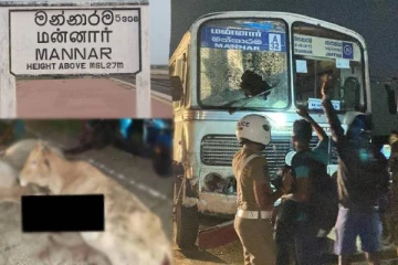 யாழ் - மன்னார் பிரதான வீதியில் தனியார் பேருந்து மோதி 8 மாடுகள் பலி (படங்கள்)