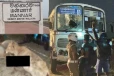 யாழ் - மன்னார் பிரதான வீதியில் தனியார் பேருந்து மோதி 8 மாடுகள் பலி (படங்கள்)