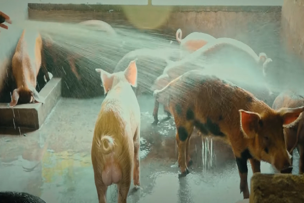 Reecha வில் எக்கச்சக்கமான பன்றி குட்டிகள்! வியப்பில் மக்கள்! | Piglets In Reecha Are Adorable Amazed People