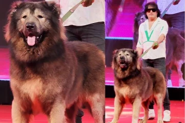 ரூ. 50 கோடிக்கு நாய் வாங்கிய நபர்!! அப்படி என்னதான் ஸ்பெஷல்...