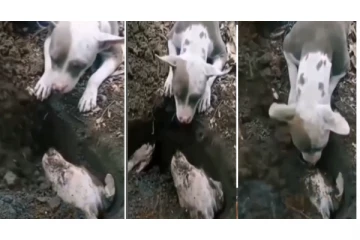 தன் காதலியை புதைக்க விடாமல் காதலன் நாய் செய்த காரியம்... - கண்ணீர் வரவழைக்கும் வீடியோ வைரல்...!