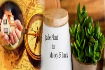 பணத்துக்கு பஞ்சமே வரகூடாதா? அப்பே இந்த ஒரு செடியை வீட்டில் வையுங்க