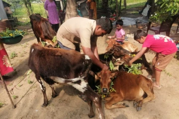 நாட்டின் பல பகுதிகளில் சிறப்பாக இடம்பெற்ற பட்டிப்பொங்கல்