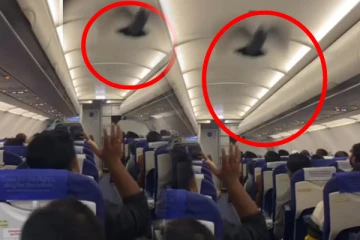 இண்டிகோ விமானத்திற்குள் திடீரென பறந்த புறா; ஓடிய பணிப்பெண்களால் வாயடைத்த பயணிகள்