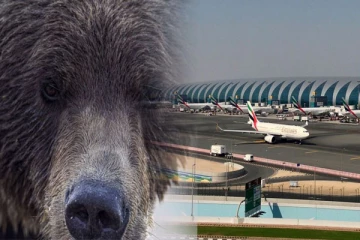 கூண்டிலிருந்து தப்பிய கரடியால் தாமதமான விமானம்: வெளிநாடொன்றில் பரபரப்பை ஏற்படுத்திய சம்பவம்