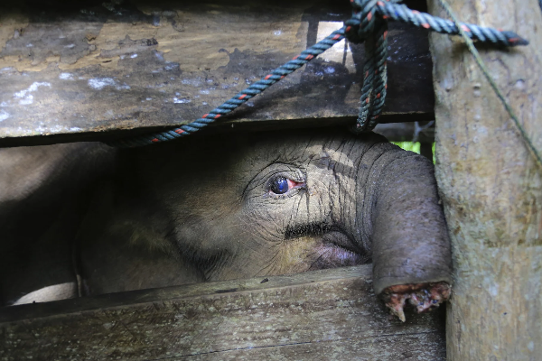 வேட்டைக்காரர்களின் சதிச்செயல் : பாதி தும்பிக்கையை இழந்த குட்டியானை - சோகத்தில் மக்கள் | Baby Elephant Loses Half Its Trunk To Indonesia