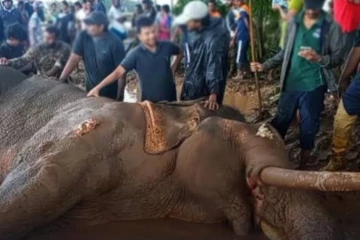 කාවන්තිස්සව මැරුණට පස්සෙත් විකුණන් කාලද? රටම කම්පා කළ ඇතුගේ මරණය පිටුපසත් ජාවාරමක්.. බරපතළ හෙළිදරව්වක්