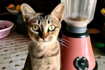 ලෝකයම කම්පා කළ, බ්ලෙන්ඩරයක් තුළ ඝාතනය කළ සුරතල් බළල් පැටවාගේ සංවේදී පුවත..