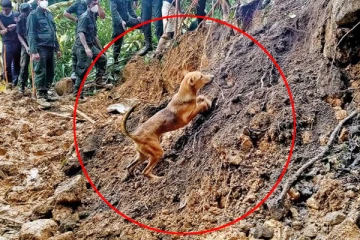 ஒட்டுமொத்த இலங்கையர்களையும் தன்பக்கம் திருப்பிய நாயின் செயல்