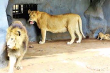 தெஹிவளை மிருகக்காட்சிச் சாலையில் தொற்றிய கொரோனா! மரணிக்கும் பல உயிரினங்கள்