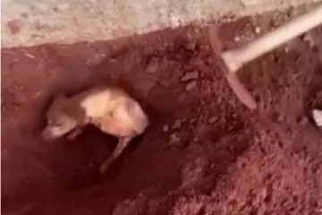 බුරන හඬ අසා සිටීමට නොහැකිව,අසල්වැසි නිවසේ සුනඛයා පණ පිටින් වළ දැමූ කාන්තාව..