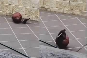 பறவையொன்று பந்து விளையாடும் அரிய காட்சி...குவியும் லைக்குகள்