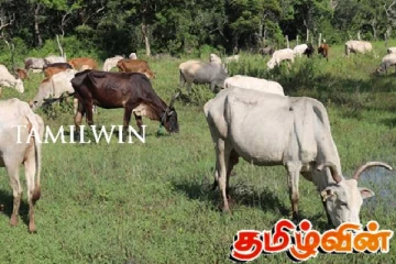 மேய்ச்சல் தரை பிரச்சனைக்கும் விரைவில் தீர்வு காணப்படும்: அநுர தரப்பு உறுதி