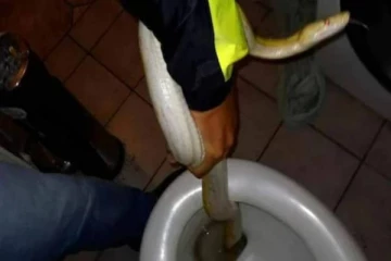 நள்ளிரவில் வீட்டு கழிவறையில் தானாக தண்ணீர் Flush ஆகும் சத்தத்தை கேட்டு அங்கு வந்த நபர் கண்ட காட்சி! பயத்தில் நடுங்கிய உடல்