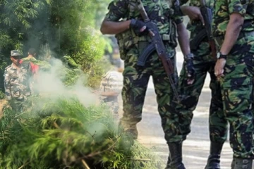 சட்டவிரோத போதை செடிகள் விசேட அதிரடிப்படையினரால் அழிப்பு