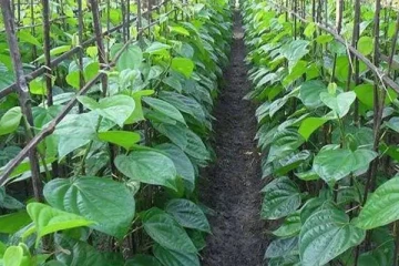 சுவாச நோய்க்கு எதிராக போராடும் வெற்றிலை