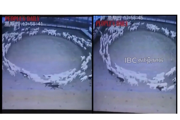 china-hundreds-of-sheep-circle-10-days-viral-video