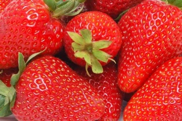 நீங்கள் ஸ்ட்ராபெர்ரி பிரியரா அப்போ எச்சரிக்கையா இருங்க : அதிர்ச்சி தகவல் வெளியிட்ட அமெரிக்கா