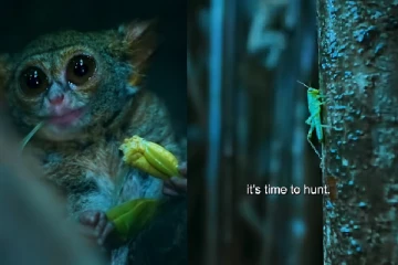 வெட்டுக்கிளியை வேட்டையாடிய தேவாங்கு! நேரடி காட்சி