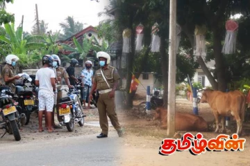 சம்மாந்துறையில் கட்டாக்காலி மாடுகளினால் அதிகளவான விபத்துக்கள் பதிவு