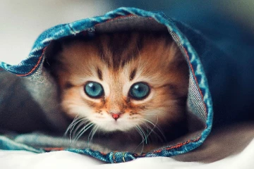 அடப்பாவிகளா..! பூனையை தள்ளாட வைத்த குடிமகன்கள்