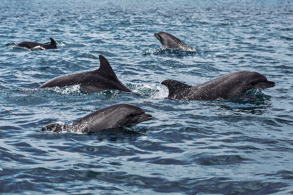 uk-defense-says-russia-use-dolphin-for-ukraine-war