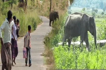 நோய்வாய்ப்பட்டு ஊருக்குள் சுற்றித்திரியும் யானை