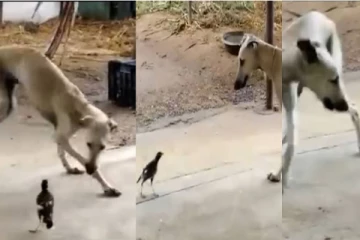 பறந்து பறந்து தாக்கும் மைனா! காமெடி வடிவேலுவாக மாறிய நாய்....  இங்கு என்னதான் நடக்குது?