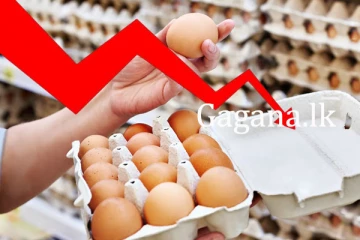 බිත්තර මිල තවත් පහලට රු. 23.ට බිත්තර ලැබෙන විදිහ මෙන්න.