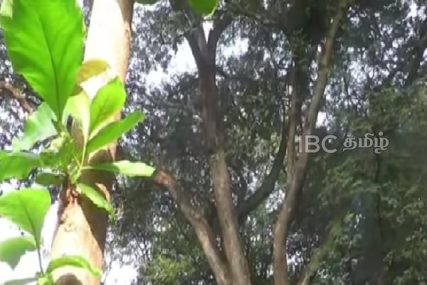 குரங்குகளின் செயற்பாட்டால் உயிரிழந்த பெண்! | Woman Killed By Monkeys At Home குரங்குகளின் செயற்பாட்டால் உயிரிழந்த பெண்! | Woman Killed By Monkeys At Home