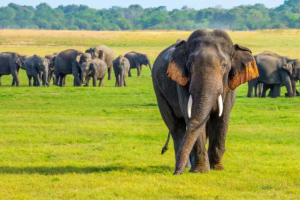 2025 இல் இலங்கையில் 225 காட்டு யானைகள் உயிரிழப்பு! | 225 Wild Elephants Killed In Sri Lanka In 2025
