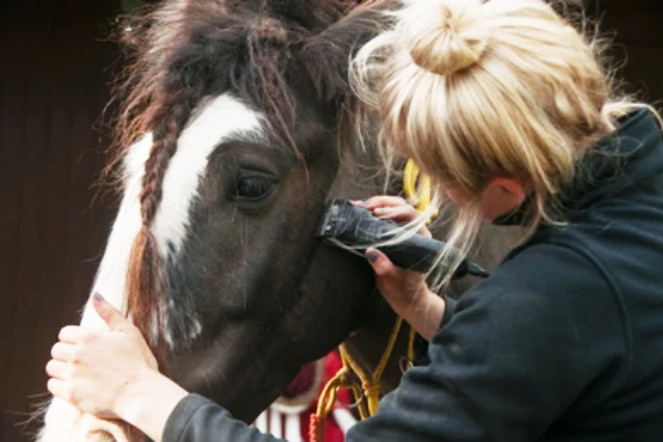 1 lakh salary for horse haircut