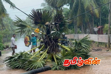 குமுழமுனையில் வீதிக்கு இடையூறாக இருந்த பனைமரத்தை அகற்றிய இளைஞர்கள்