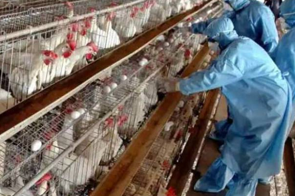 பிரித்தானியாவில் இரண்டு பேருக்கு பறவைக் காய்ச்சல் உறுதி! | Two People Confirmed Bird Flu In Britain