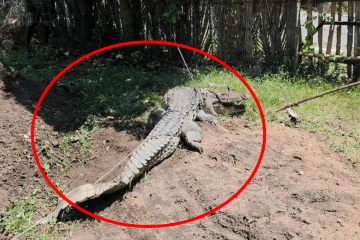 மட்டக்களப்பில் அழையா விருந்தாளியால் பரபரப்பு! மடக்கிப்பிடித்த ஊரவர்கள்