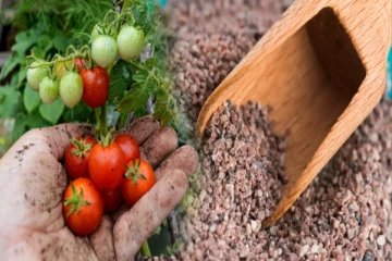 தக்காளி செடி காய்காமல் இலைகள் மஞ்சளா இருக்கா? அப்போ உப்புநீரில் இதை கலந்து ஊற்றுங்க