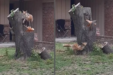 நரியையே சுற்றலில் விட்ட அணில்... வியப்பூட்டும் காணொளி