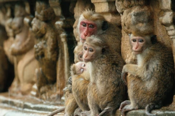 சீனாவுக்கு இலவசமாக குரங்குகளை வழங்கும் இலங்கை - இந்தியாவிற்கும் வந்த ஆசை